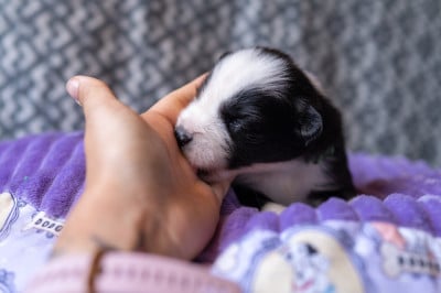 Les chiots de Laika de iakoutie