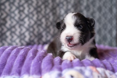 Les chiots de Laika de iakoutie