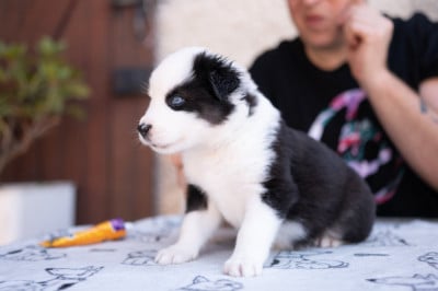 Les chiots de Laika de iakoutie