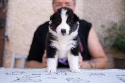 Les chiots de Laika de iakoutie