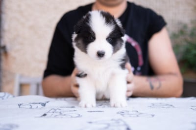 Les chiots de Laika de iakoutie