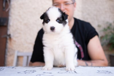 Les chiots de Laika de iakoutie