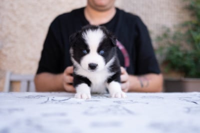 Les chiots de Laika de iakoutie