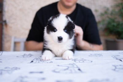 Les chiots de Laika de iakoutie