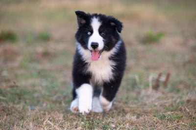 Les chiots de Laika de iakoutie
