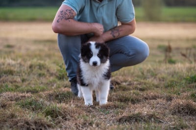 Les chiots de Laika de iakoutie