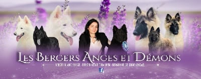 Les Bergers Anges Et Démons
