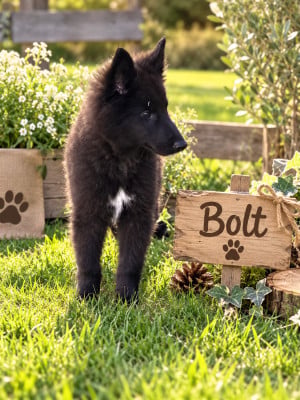 Les chiots de Berger Belge