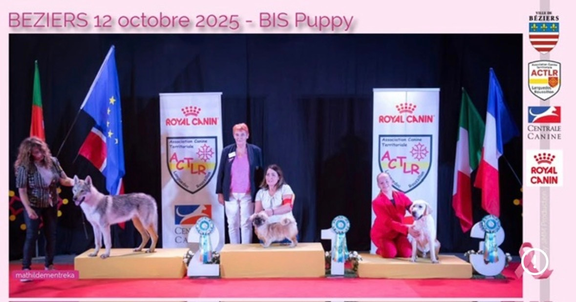 ASKO DE DAME NATURE Titre Initial - Bis puppy