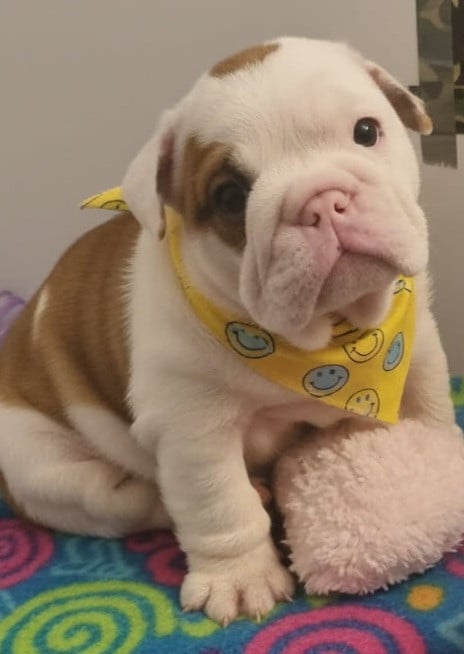 Bulldog Anglais - My Candy Love Bulldog