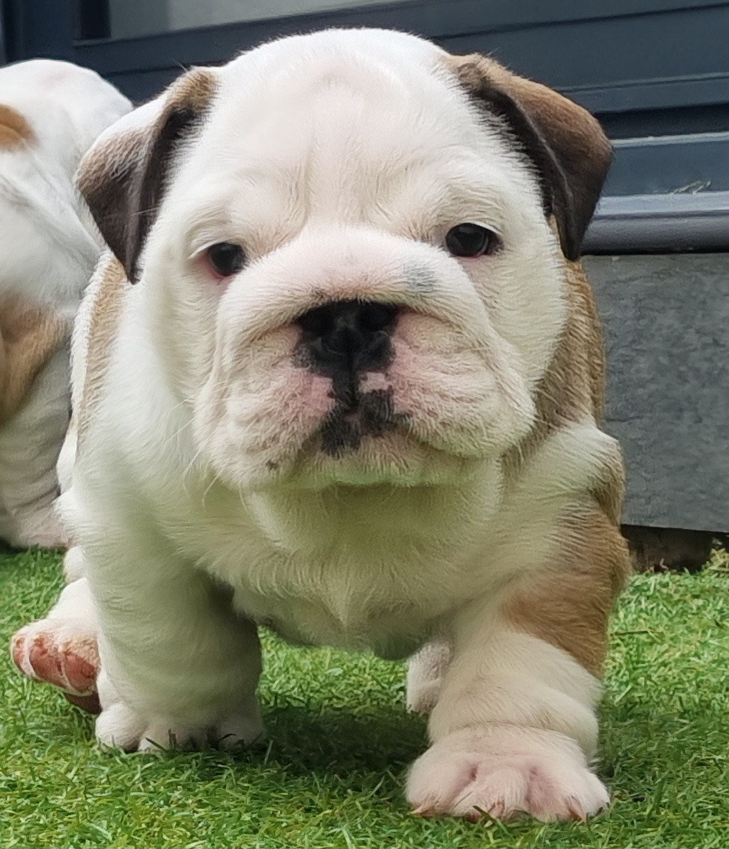 Bella