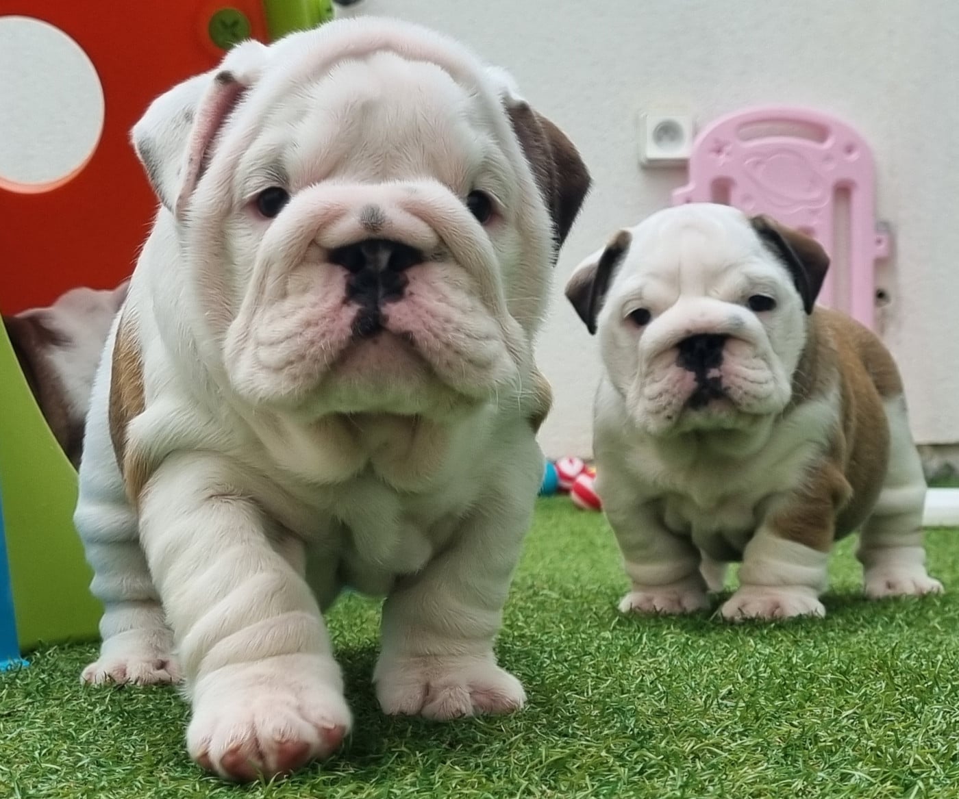 Bulldog Anglais - My Candy Love Bulldog