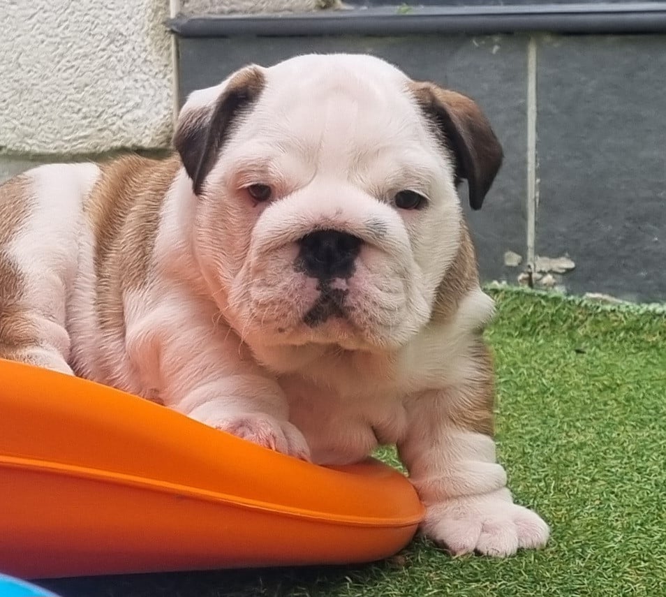 Bella