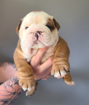Les chiots de Bulldog Anglais