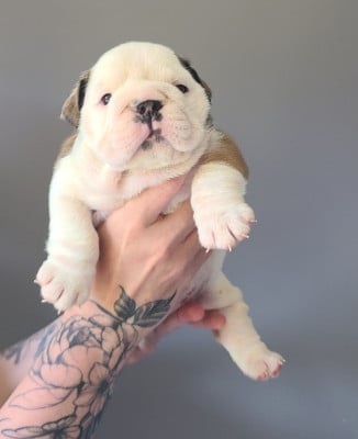 Les chiots de Bulldog Anglais