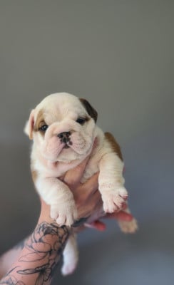 Les chiots de Bulldog Anglais