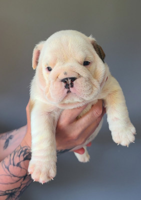 Les chiots de Bulldog Anglais
