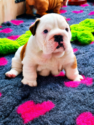 Les chiots de Bulldog Anglais