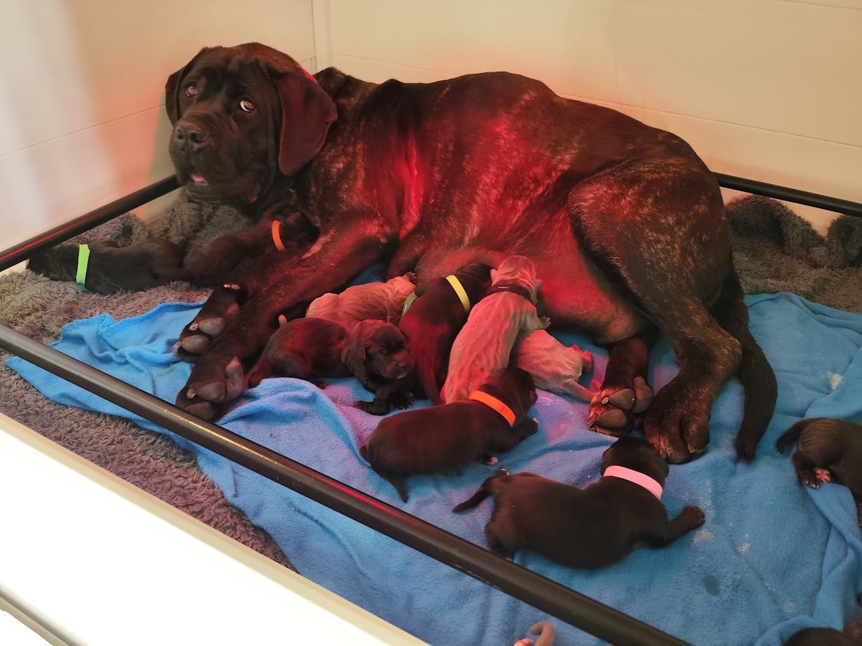 COLLIER MARRON - Cane Corso