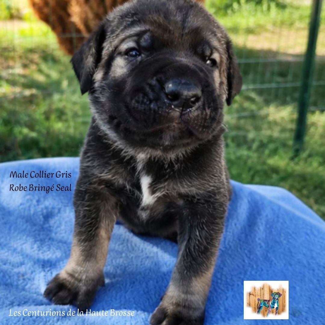 Chiot N°4