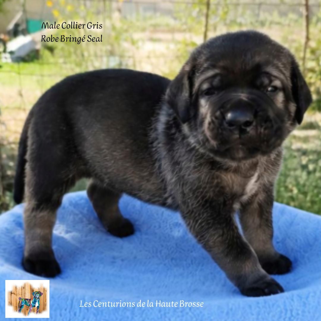 Chiot N°4
