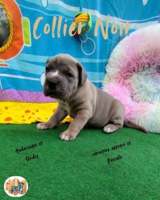 Les chiots de Cane Corso