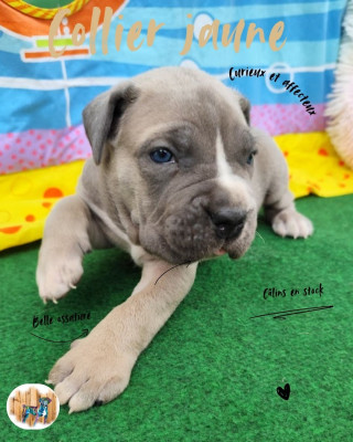 Les chiots de Cane Corso