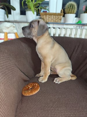 Les chiots de Cane Corso