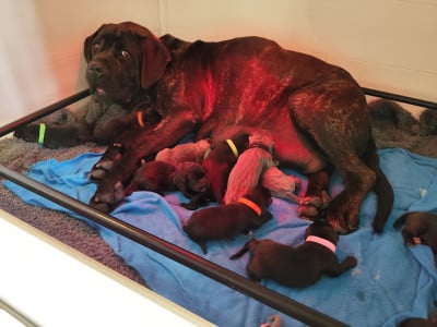 Les chiots de Cane Corso