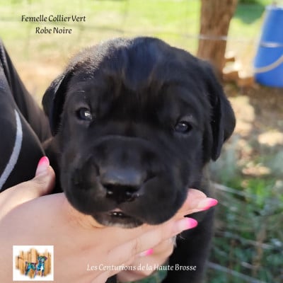 Les chiots de Cane Corso