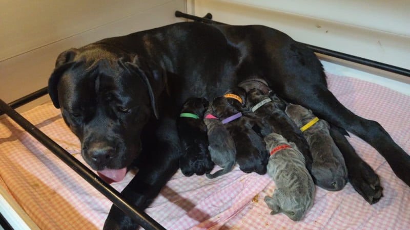 Cane Corso - Des Centurions De La Haute Brosse