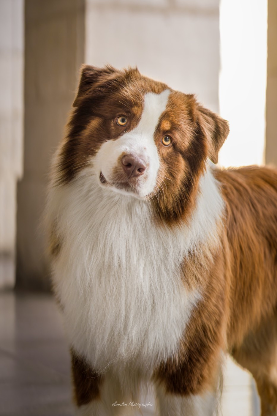 Unchain my heart From The Sweet Dream Of A Lifetime