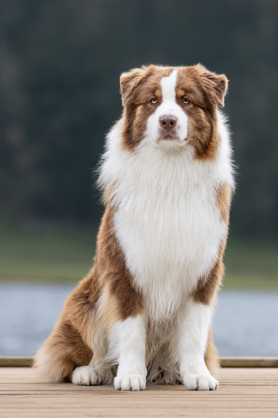 Unchain my heart From The Sweet Dream Of A Lifetime