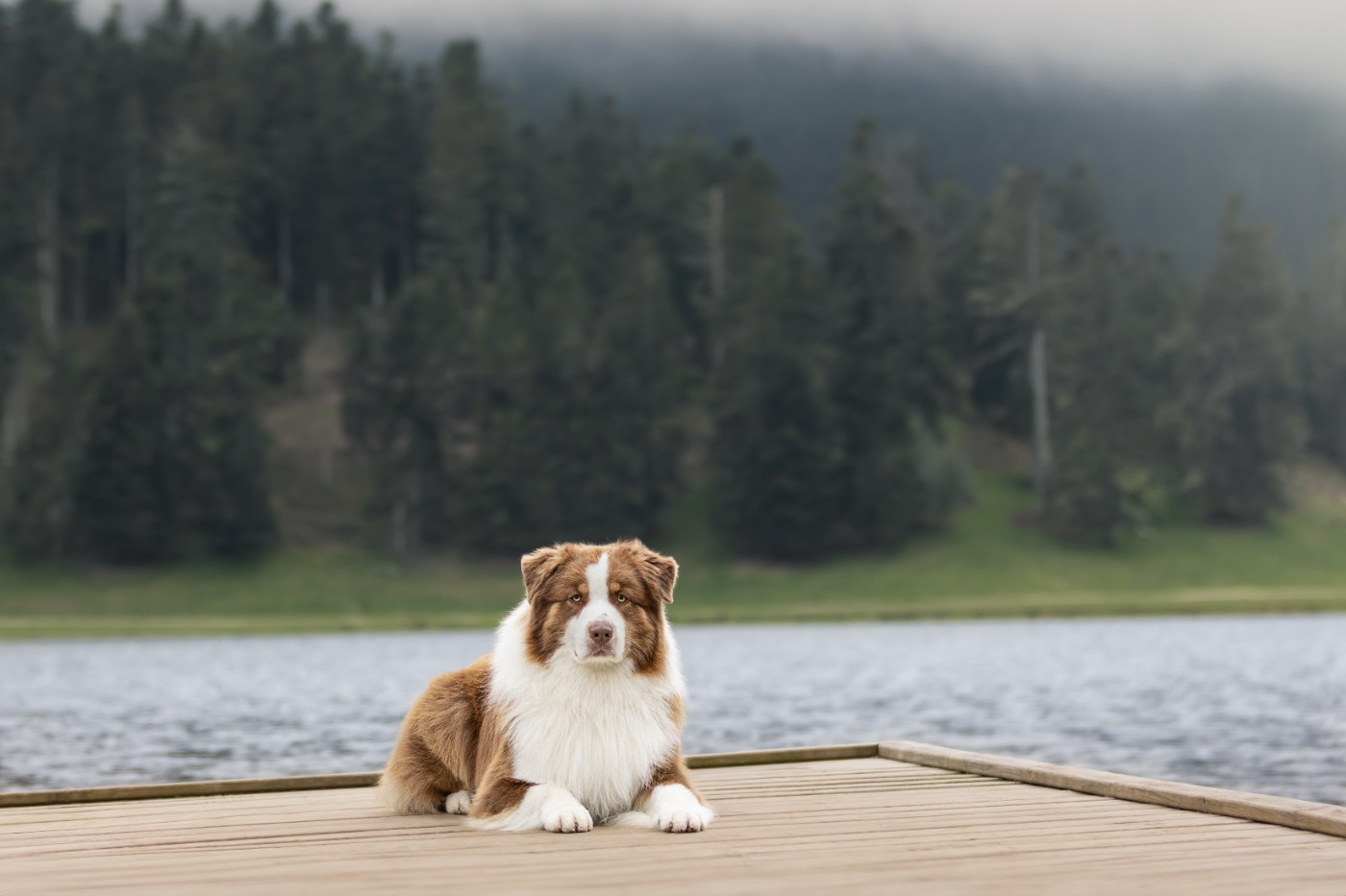 Unchain my heart From The Sweet Dream Of A Lifetime