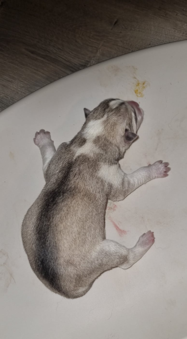 B02 - Siberian Husky