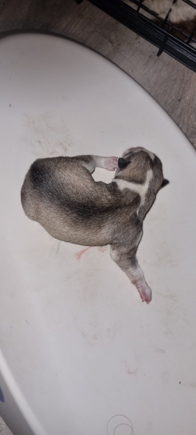 B01 - Siberian Husky