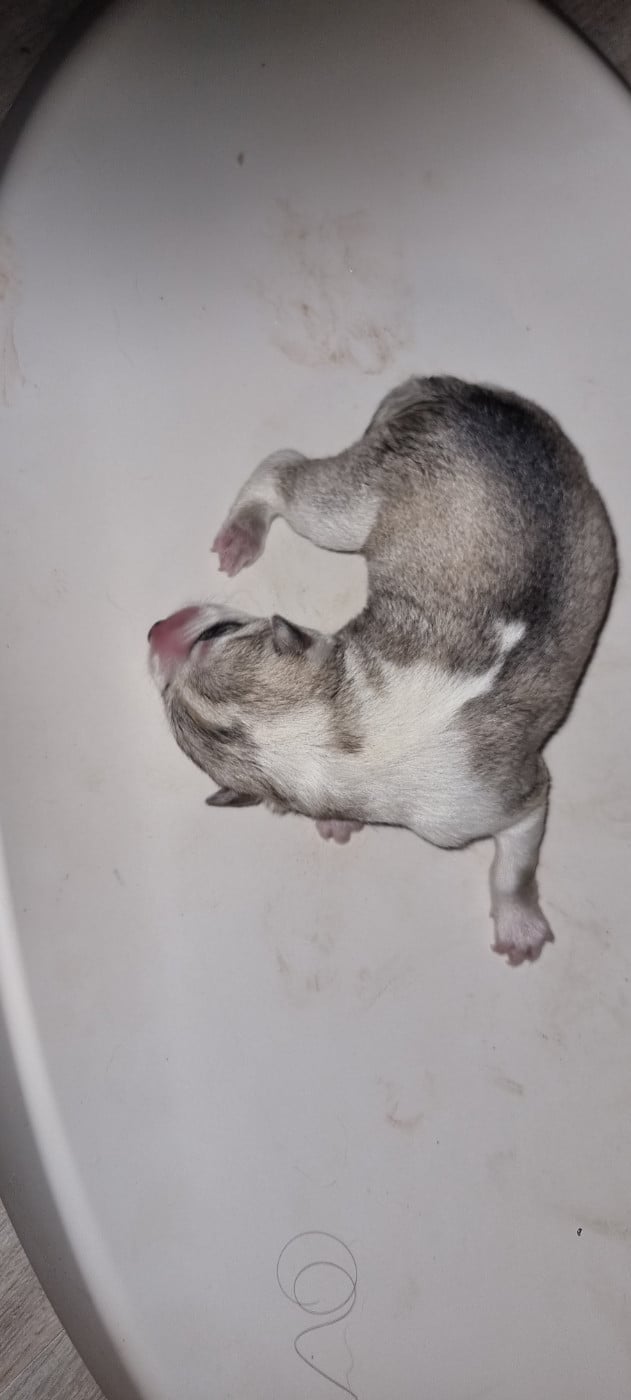 B04 - Siberian Husky
