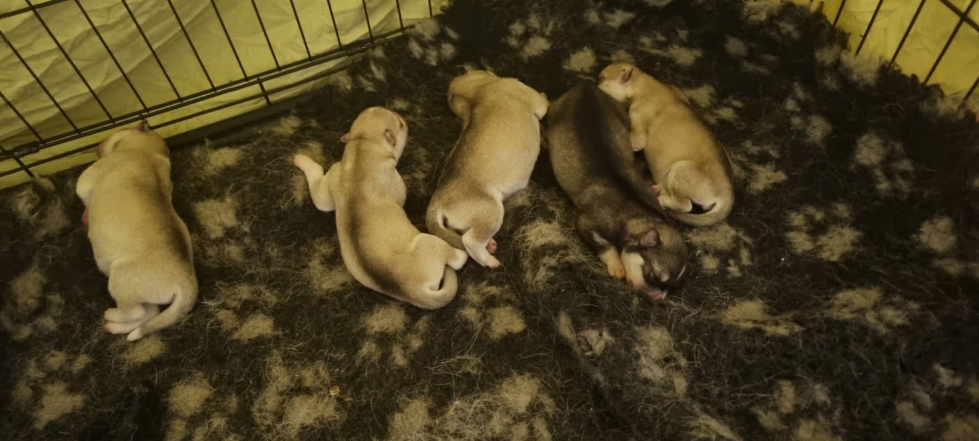 B3 - Siberian Husky