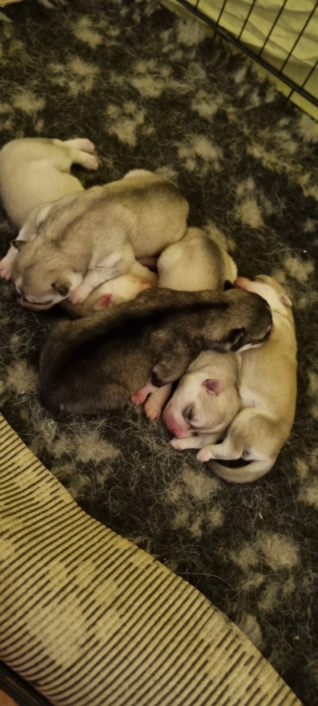 B5 - Siberian Husky