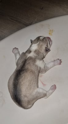 Les chiots de Siberian Husky