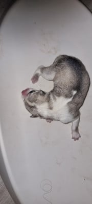 Les chiots de Siberian Husky