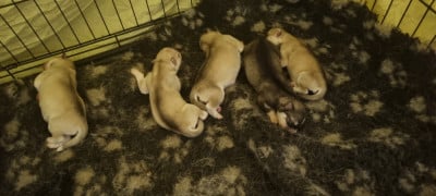Les chiots de Siberian Husky