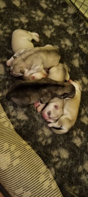 Les chiots de Siberian Husky