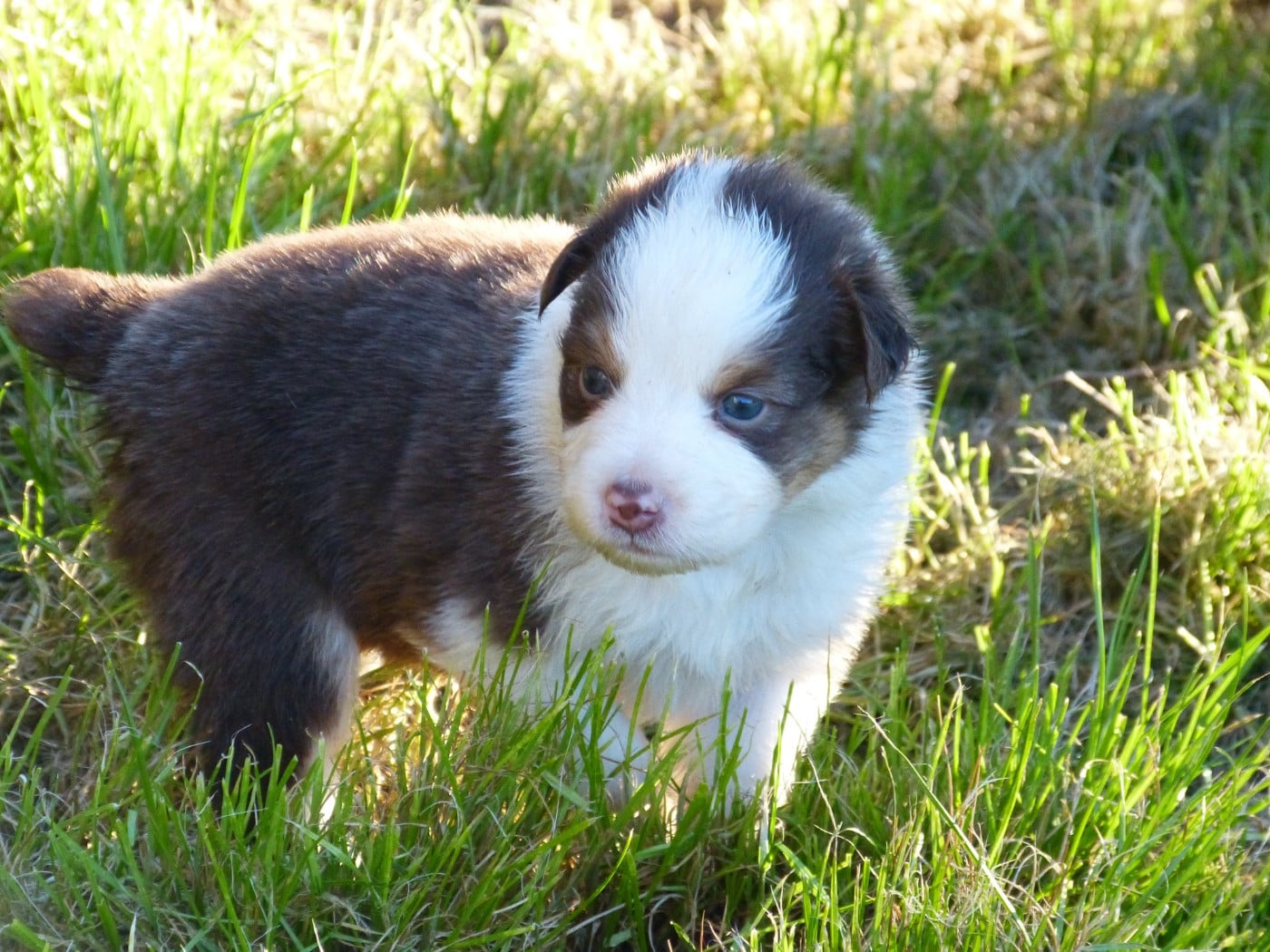 B .... - Berger Australien