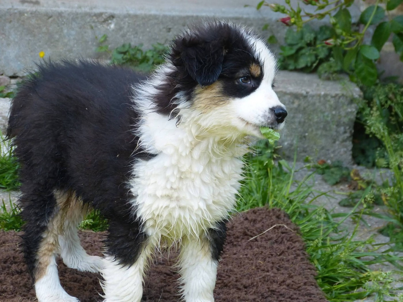 Bandit