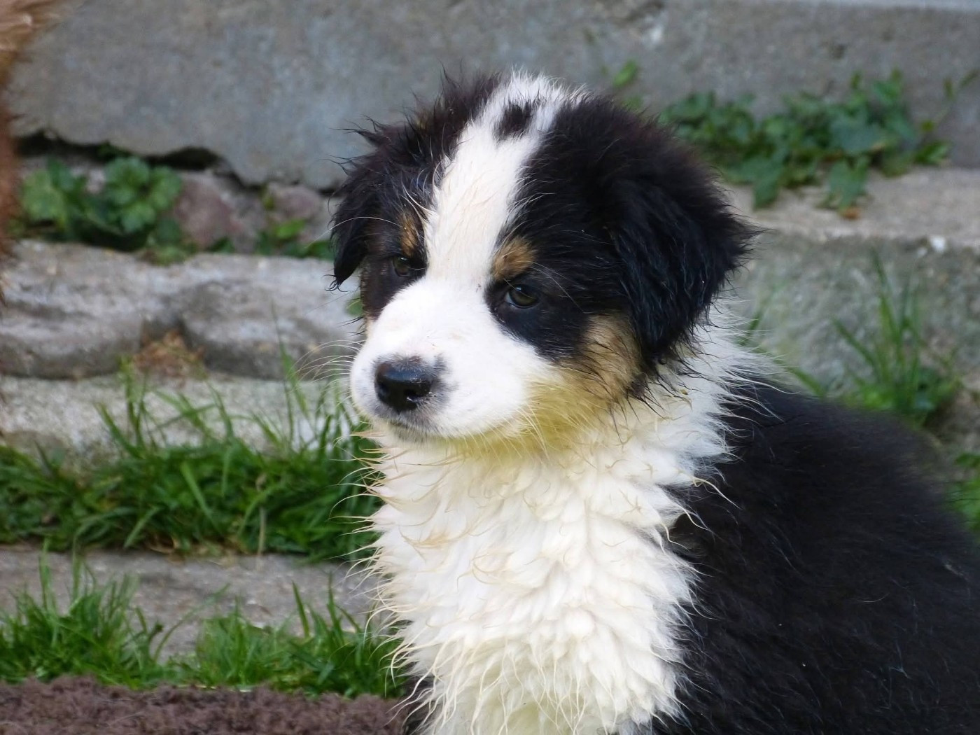 Bandit