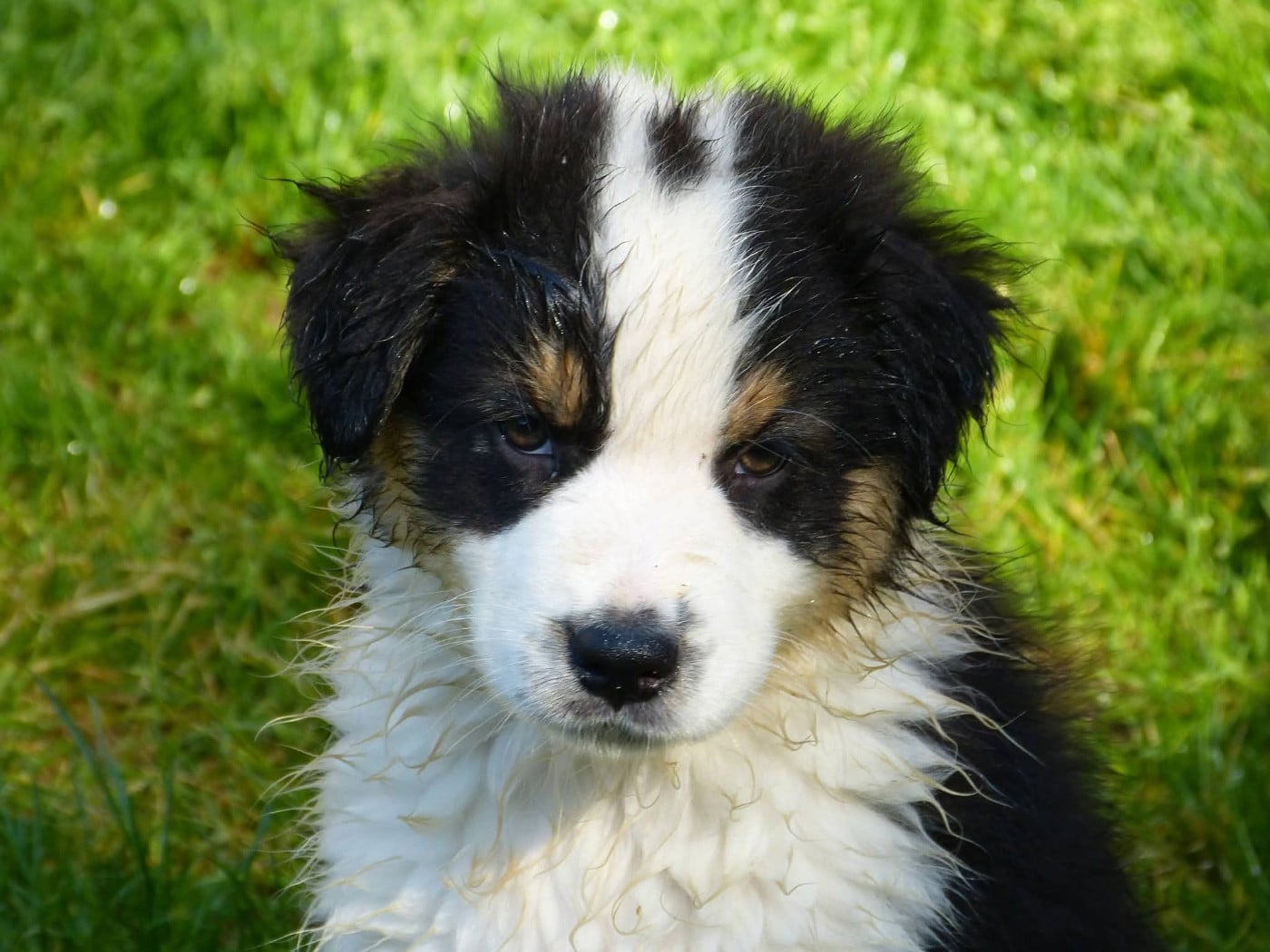 Bandit