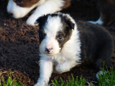Les chiots de Berger Australien
