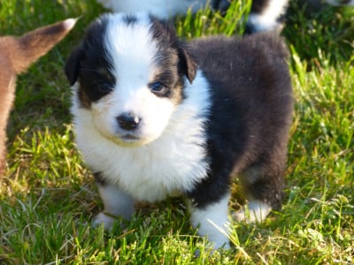 Les chiots de Berger Australien
