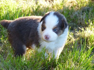 Les chiots de Berger Australien